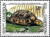 Forest Hinge-back Tortoise (Kinixys erosa)