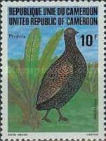 Cameroon Francolin (Pternistis camerunensis)