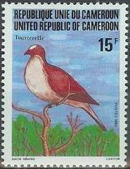 Red-eyed Dove (Streptopelia semitorquata )