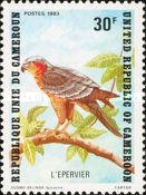 Rufous-chested Sparrowhawk (Accipiter rufiventris)