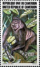 Western Gorilla (Gorilla gorilla)