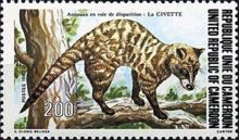 African Civet (Civettictis civetta)