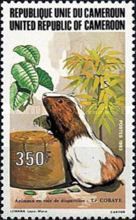 Domestic Guinea Pig (Cavia porcellus)