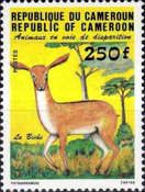 White-bellied Duiker (Cephalophus leucogaster)