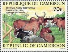 Domestic Cattle (Bos primigenius taurus)
