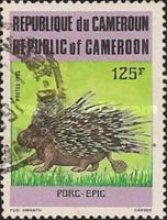 Crested Porcupine (Hystrix cristata)