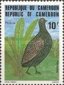 Cameroon Francolin (Pternistis camerunensis)