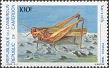 Grasshopper