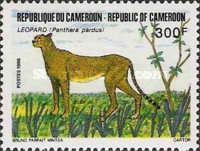 Cheetah (Acinonyx jubatus)