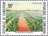 Pineapple farm