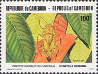 Cocoa Capsid (Distantiella theobroma)