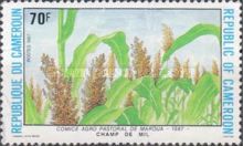 Millet field