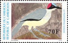 Grey-necked Rockfowl (Picathartes oreas)