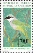 Mount Kupe Bushshrike (Telophorus kupeensis)