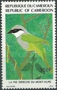 Mount Kupe Bushshrike (Telophorus kupeensis)