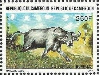 African Buffalo (Syncerus caffer)