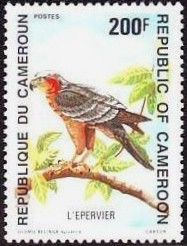 Rufous-chested Sparrowhawk (Accipiter rufiventris)
