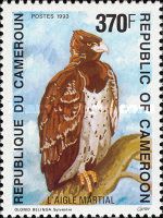 Martial Eagle (Polemaetus bellicosus)