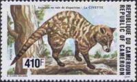African Civet (Civettictis civetta)