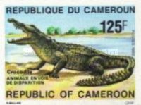 Slender-Snouted Crocodile (Crocodylus Cataphractus)