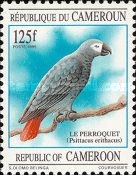 Grey Parrot (Psittacus erithacus)