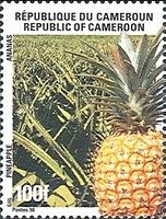 Pineapple (Ananas comosus)