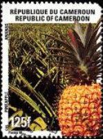 Pineapple (Ananas comosus)