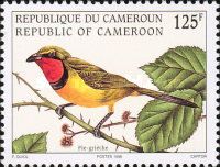Four-colored Bushshrike (Telophorus viridis)