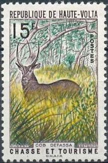 Ellipsen Waterbuck (Kobus ellipsiprymnus)