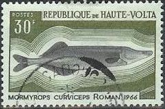 Nile Pike (Mormyrops curviceps)