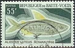 African Characid (Alestes luteus)