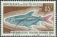 Silver Robber (Micralestes voltae)