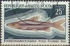 Polli Citharine (Hemigrammocharax polli)