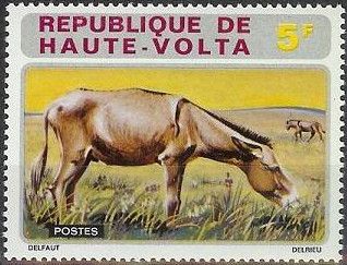 Donkey (Equus asinus asinus)