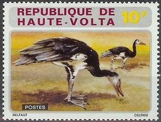 Spur-winged Goose (Plectropterus gambensis)