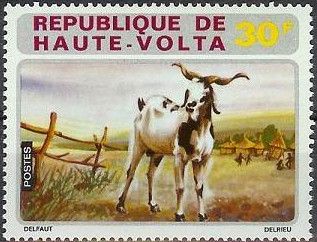 Domestic Goat (Capra aegagrus hircus)