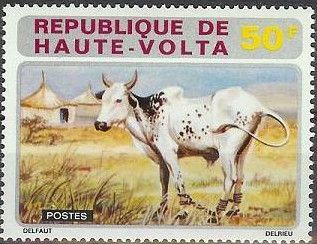 Zebu (Bos primigenius indicus)