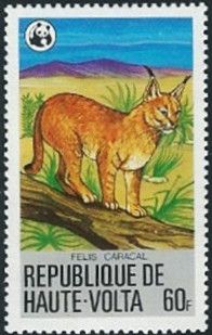 Caracal (Caracal caracal)