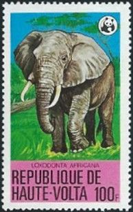 African Elephant (Loxodonta africana)