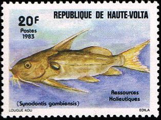 Synodontis gambiensis