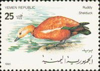 Ruddy Shelduck (Tadorna ferruginea)