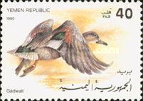 Gadwall (Anas strepera)