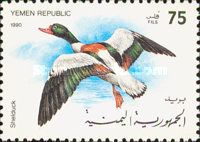 Shelduck (Tadorna tadorna)
