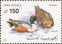Northern Shoveler (Anas clypeata)