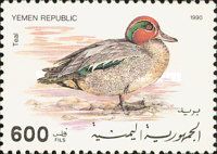 Common Teal (Anas crecca)
