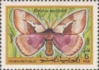 Moth (Dirphia multicolor)