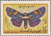 Joseph's Coat Moth (Agarista agricola)
