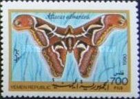 Edward's Atlas Moth (Attacus edwardsii)