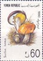 Suillus luteus