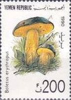 Boletus erythropus